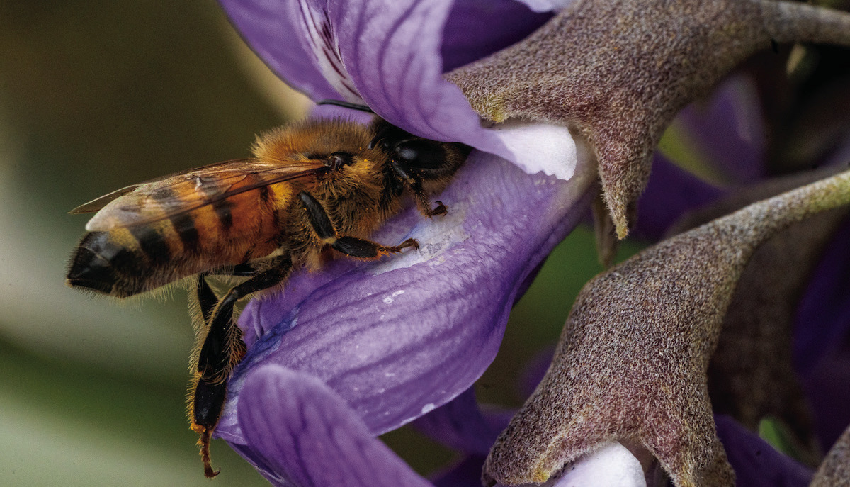 Top five tips for supporting pollinators this summer | Red River Sun