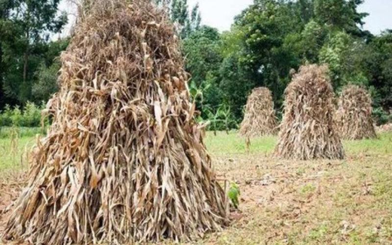 Columnist Jim Leggitt mentions the six acres of maize crop that his dad chose to not finish harvesting on a Sunday morning. A strong wind that Sunday evening flattened the top-heavy stalks, resulting in the crop becoming cattle feed. Courtesy Photo