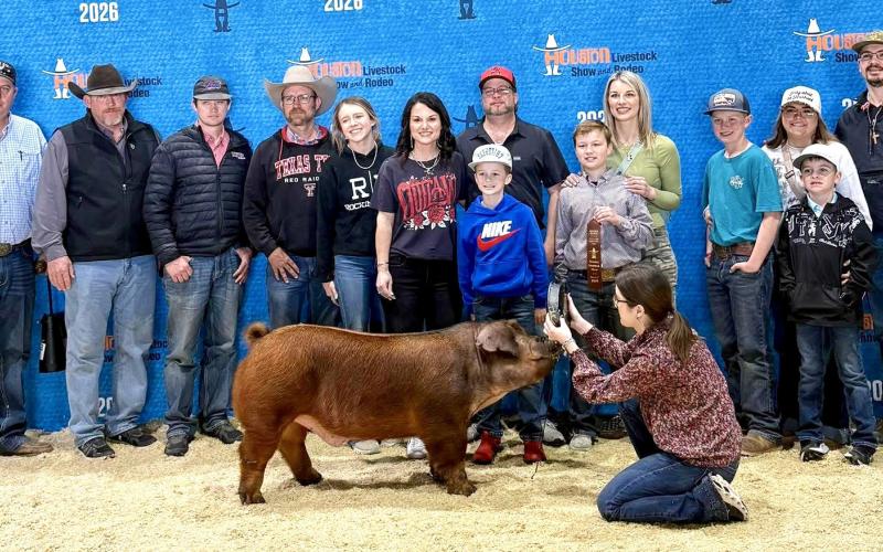 Memphis’ Ryder Wiles takes eighth place with his middle-weight duroc at the Houston Livestock Show and Rodeo. Kolt Wiles, not pictured, also competed at the major show.