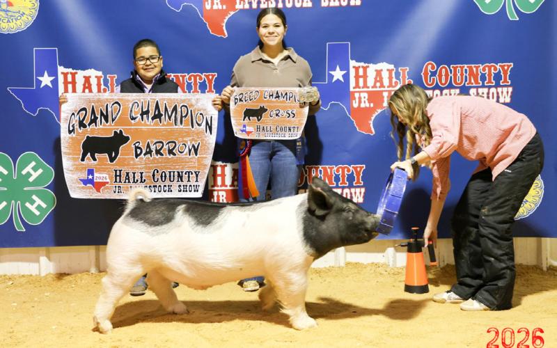 Briel Casas takes the Grand Champion Barrow at the Hall County Junior Livestock Show Saturday, Jan. 31 in Memphis.