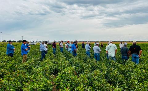 For the first stop on the 2025 Collingsworth County Crop Tour Friday morning, Sept. 5, participants gather at the cotton trials at Wischkeamper Farms, located north of Quail on FM 1547. Observing the high level of performance evident in the cotton trials, Doug Cossey, BASF-Fibermax representative, and Tyson Schulte, Delta Pine representative, address the crowd. Texas AgriLife Extension Service of Collingsworth County