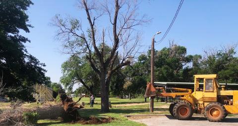 Wellington City Manager Justin Mixon observes City of Wellington Street Foreman Arnie Ingram in the loader, taking down old trees in Ellison Park on Thursday, May 19. Serving over 45 years since January 1980, Ingram plans to retire Monday, June 30. “Arnie has been an incredibly valuable man to the City of Wellington,” Mixon said.