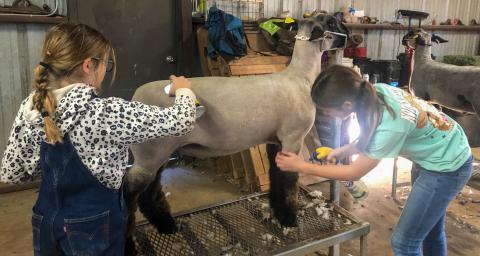 Wellington Elementary School fifth-grader Evelyn Henard, left, and Wellington Junior High School eighth-grader Anna Henard groom their lamb projects Saturday, Jan. 6 for the 2024 Collingsworth County Livestock Show, coming up this weekend on Saturday, Jan. 13. See page 4B for the senior livestock show feature. The Red River Sun/Bev Odom