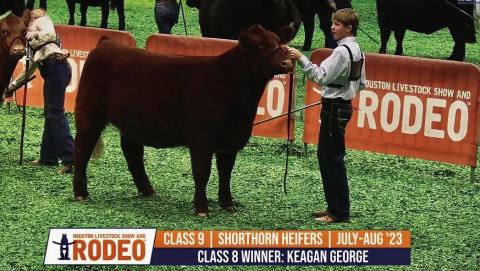 Childress High School freshman Max Rabe earns a second-place finish with his shorthorn heifer at the Houston Livestock Show and Rodeo Saturday, March 15. Courtesy Photos