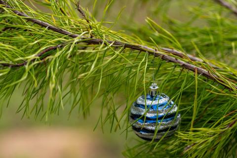 Make sure all ornaments, tinsel and decorations are removed before disposing of a real Christmas tree. Texas A&amp;M AgriLife/Michael Miller