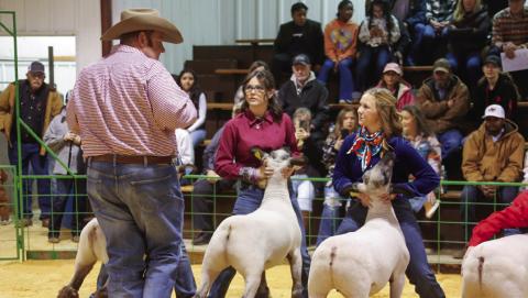 The 2024 Hall County Jr. Livestock Show welcomes 38 exhibitors, along with 74 animals, Saturday, Jan. 20 at the Hall County Show Barn. KKR Photography