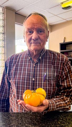 Childress’ Grant Garrett, a local hobby gardener, recently harvested a onepound pineapple tomato — a variety known for their large size, yellow-gold and red-marbled appearance and sweet, fruity flavor. Garrett, who also grows corn, cucumbers and peas, said he uses rainwater to irrigate his garden. The Red River Sun/Synghyn Beasley-Vasquez