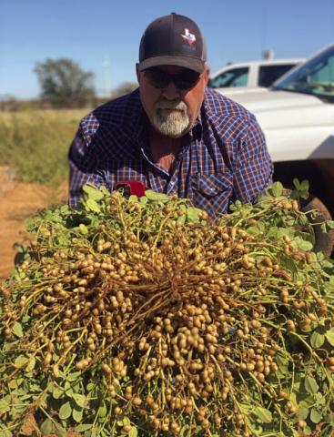 Area producers get going on 2023 peanut harvest