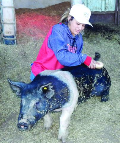 Wellington High School junior Ashtyn Valles grooms her pig during the Christmas break, preparing for the Saturday, Jan. 18 Collingsworth County Livestock Show at Wellington Fairgrounds. The Red River Sun/Bev Odom