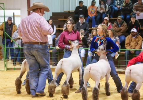 The 2024 Hall County Jr. Livestock Show welcomes 38 exhibitors, along with 74 animals, including six lambs, Saturday, Jan. 20 at the Hall County Show Barn. KKR Photography