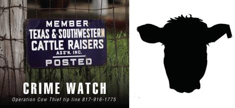 Collingsworth County cattle theft reported