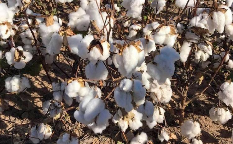Cotton: The life’s bread of Hall County trade