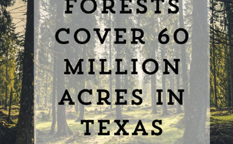 Texas Soil and Water Stewardship Week showcases the significance of forests