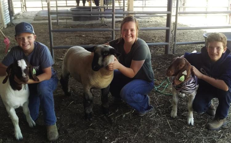 Texas 4-H students show prized livestock.